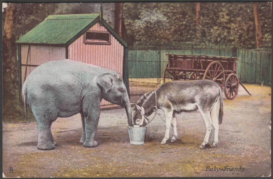 Printed colour postcard showing a view of a baby elephant and a baby donkeys eating from the same bucket.
Published by Raphael Tuck & Sons, Animal Life Series, No 6064.
Postally used on 16 July 1904 and sent to Miss Chapman, 3 Warwick Place West, Pimlico, SW London.
Good condition, with slight corner bumps, but large bump to top left corner.