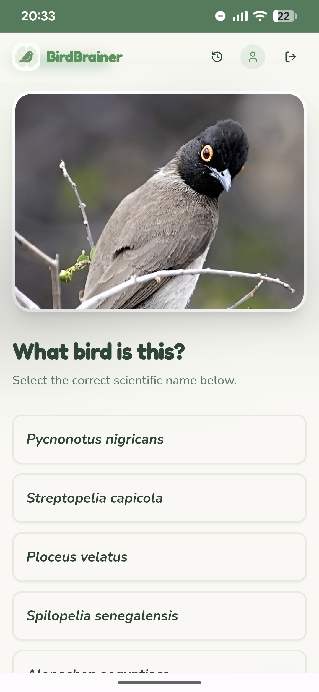 Text below a screenshot showing a photo of a bird:

What bird is this?

Select the correct scientific name below.

Pycnonotus nigricans

Streptopelia capicola

Ploceus velatus

Spilopelia senegalensis