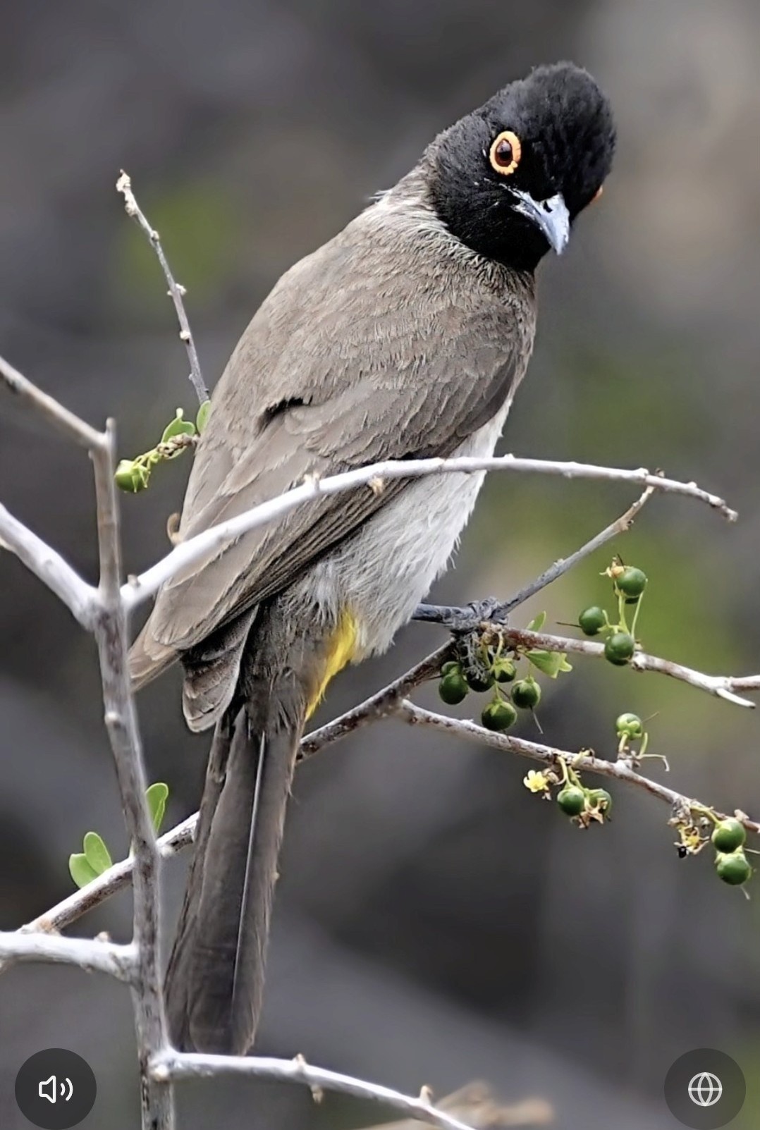 The expanded photo of the bird from the previous screenshot showing the audio button (bottom left) and distribution info button (bottom right).