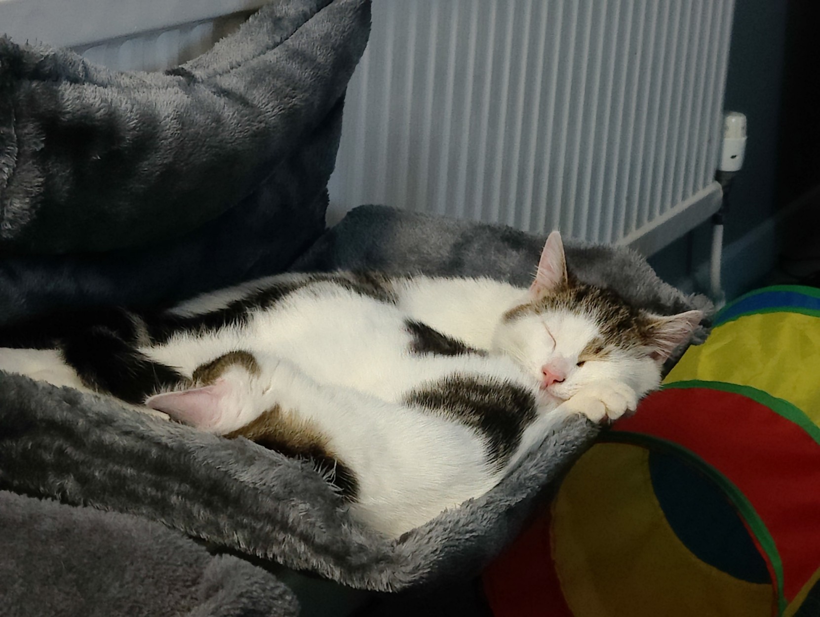 Two young tabby and white cats in a cuddle puddle in one of two radiator beds - why use one each when you can share? 💙