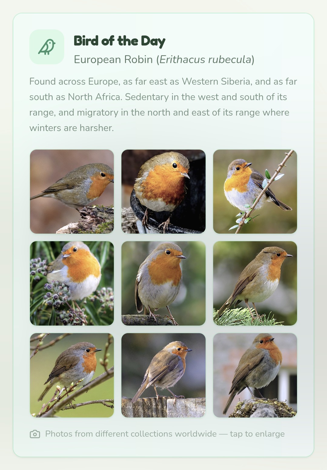 Text above and below nine thumbnail photos of the European Robin: 

Bird of the Day
European Robin (Erithacus rubecula)

Found across Europe, as far east as Western Siberia, and as far south as North Africa. Sedentary in the west and south of its range, and migratory in the north and east of its range where winters are harsher.

🖼️🖼️🖼️
🖼️🖼️🖼️
🖼️🖼️🖼️

Photos from different collections worldwide — tap to enlarge