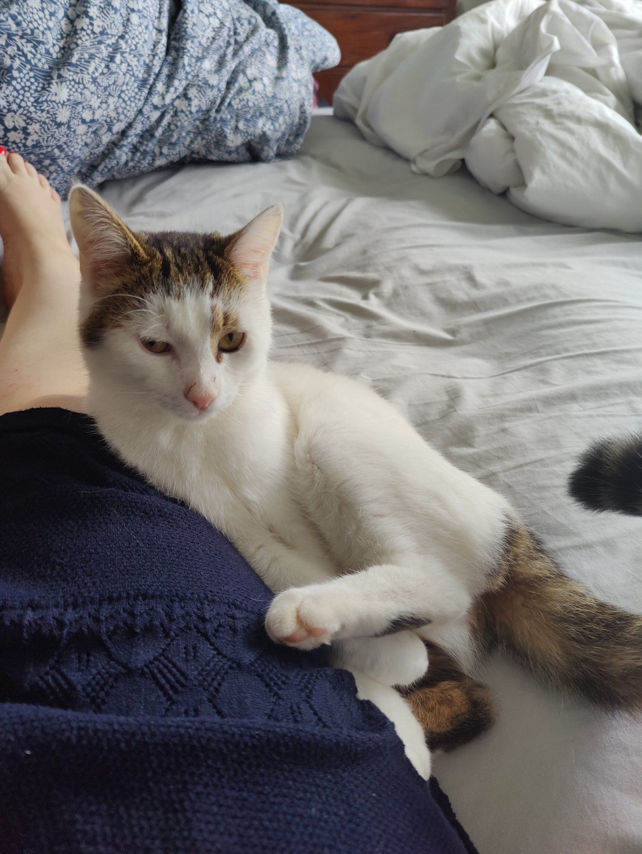 A tabby and white cat disturbed mid-wash, leg in mid-air. He's lying on a bed, leaning against a human leg, with bedding heaped in the background.